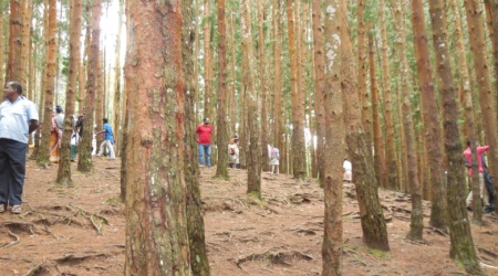 kodaikanalcabsightseeing